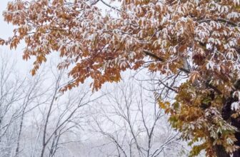 The Little Issues Publication #496 &#821...